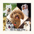 Wahl Flea & Tick Eucalyptus Cedar Shampoo for Dogs